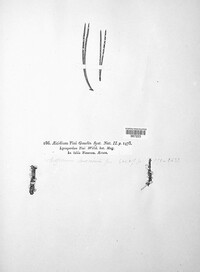 Cronartium pini image